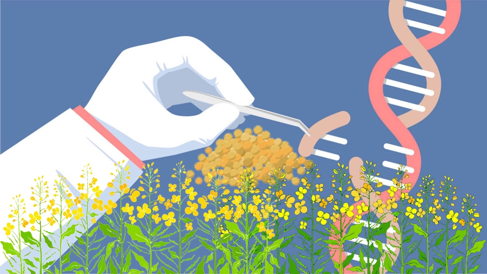 GM Mustard: Need or Disaster