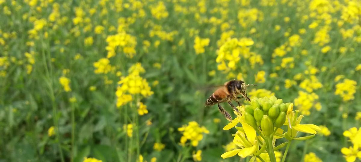 मधुमक्खियों को बचाओ 