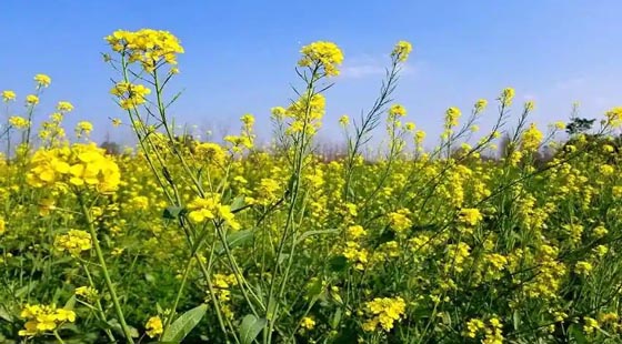 क्या कबाड़ बन जाएगा सरसों का साग?