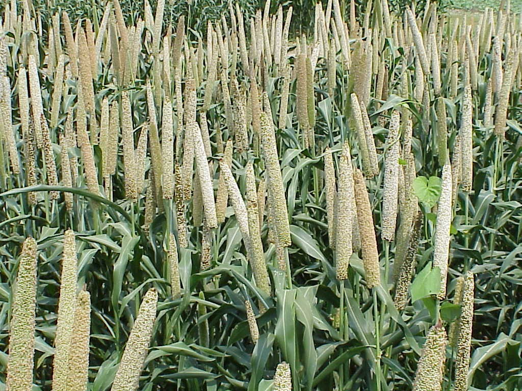 Millets: A solution to Agrarian crisis and global food security 