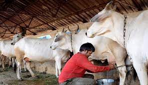 Milk Production – Facts and Misplaced Controversies