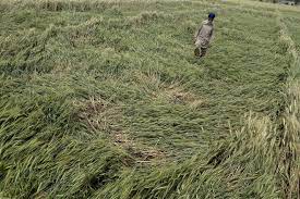 Is Wheat in Trouble Again?