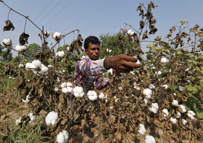 The cotton chronicles of India