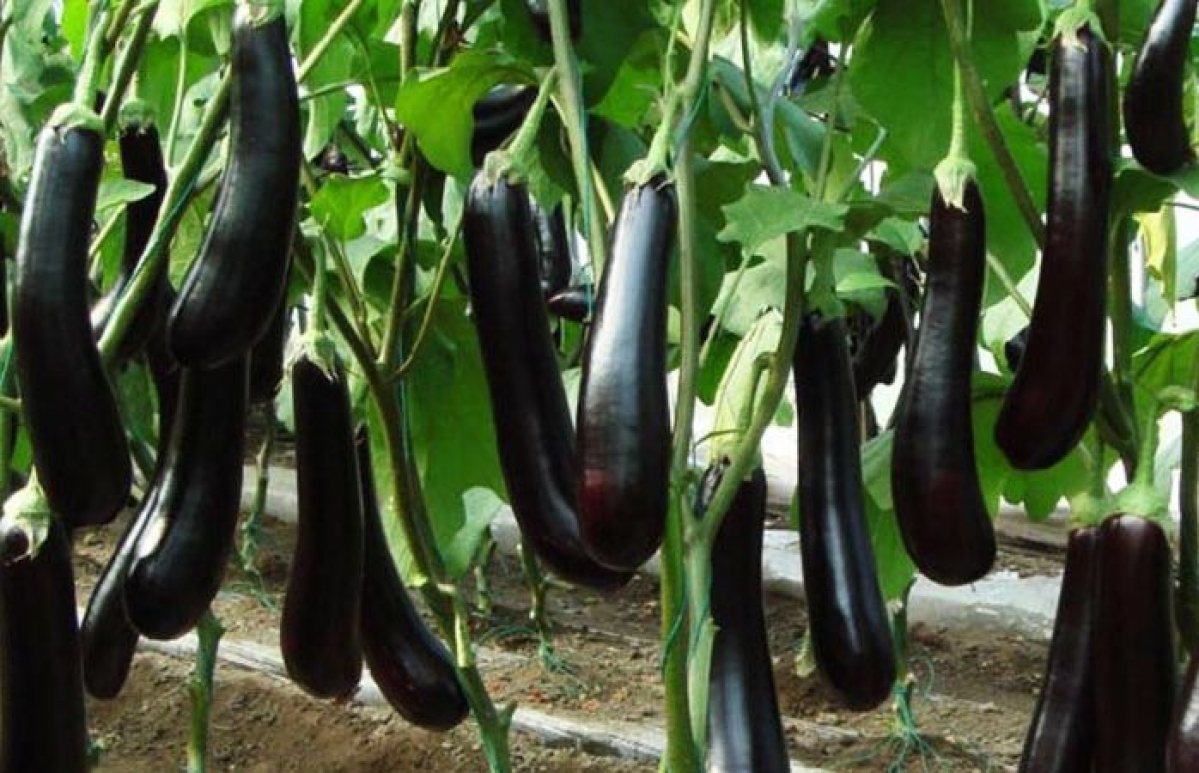 Why Introduction of Bt Brinjal should be opposed Firmly?
