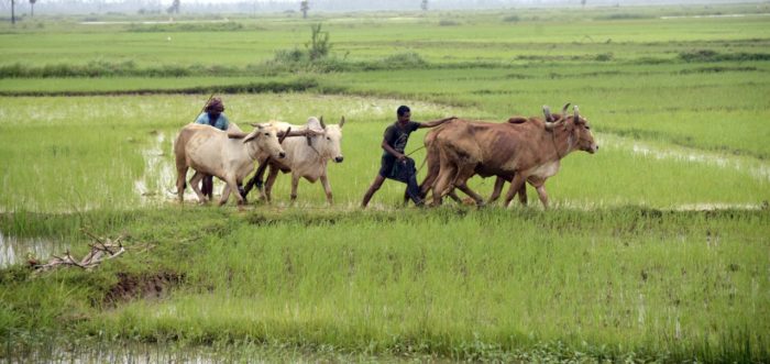 कृषि को हाई-वैल्यू फसलों की तरफ मोड़िये