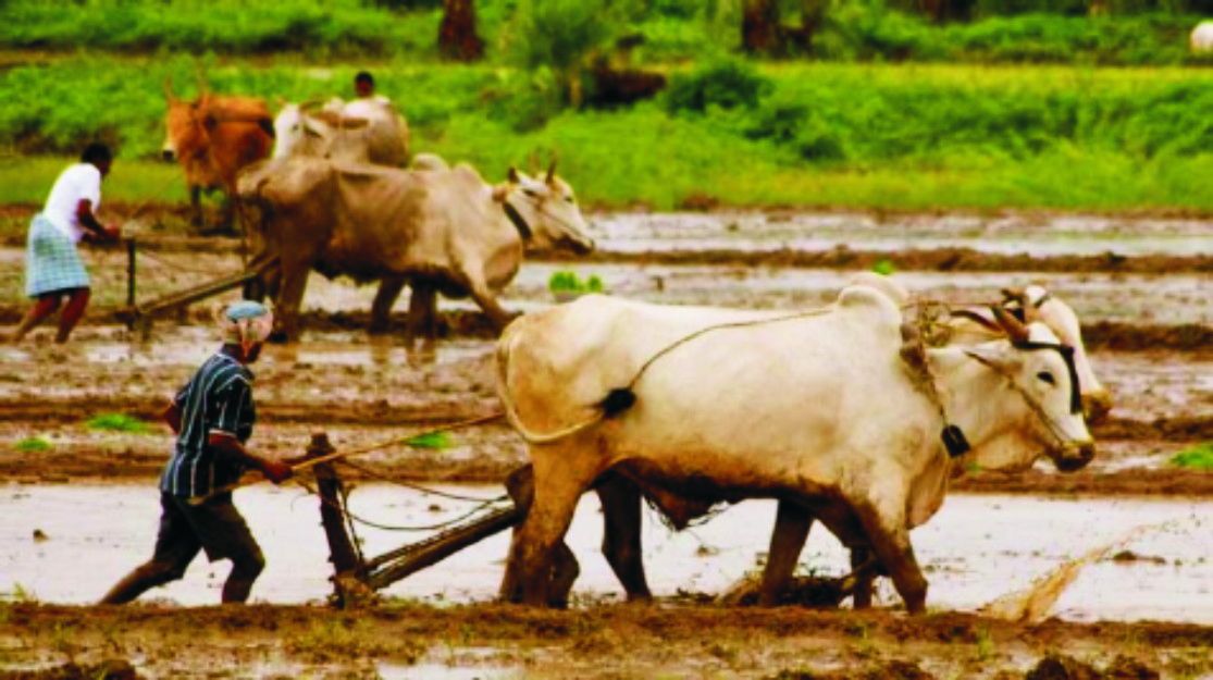 स्वदेशी कृषि दर्शनः अन्नं बहुकुर्वीत