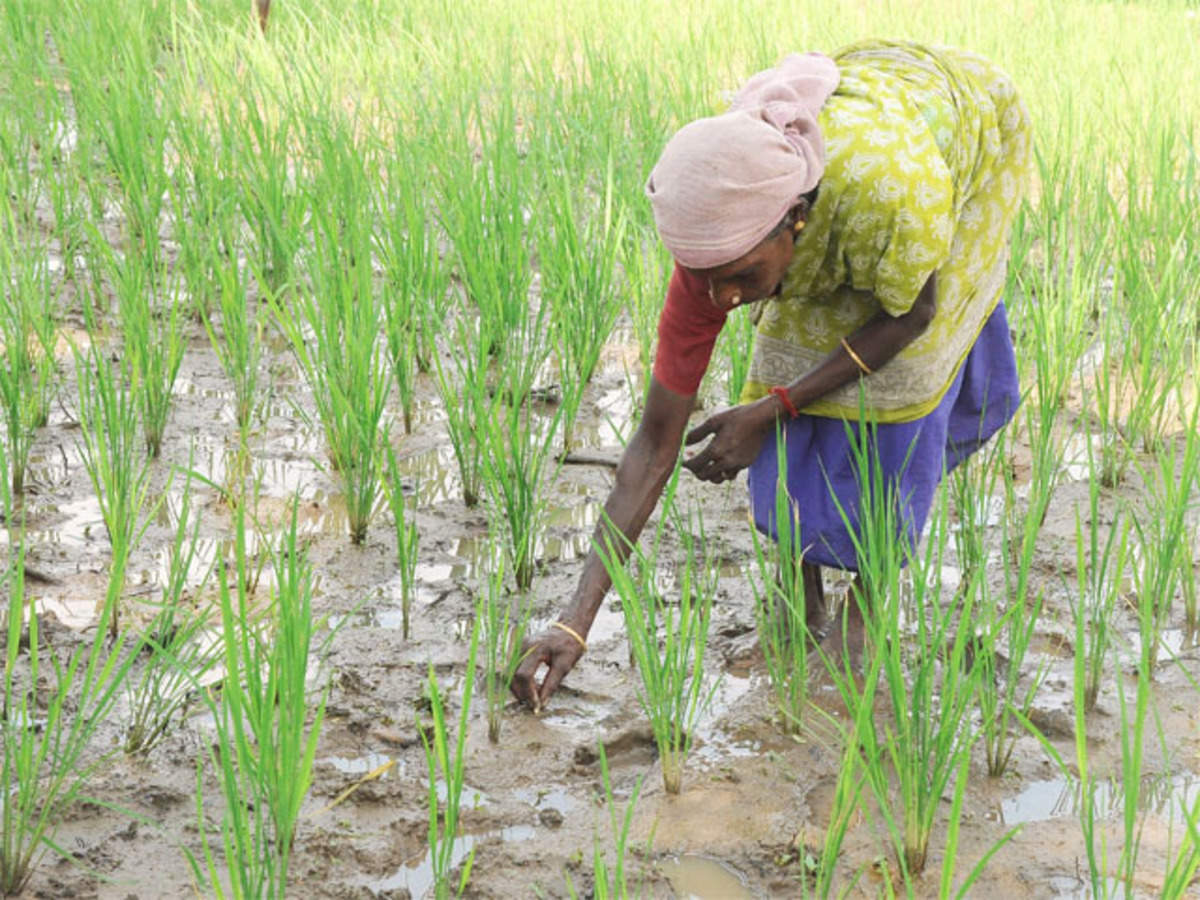 Exploring Green Agriculture Economics in Bihar