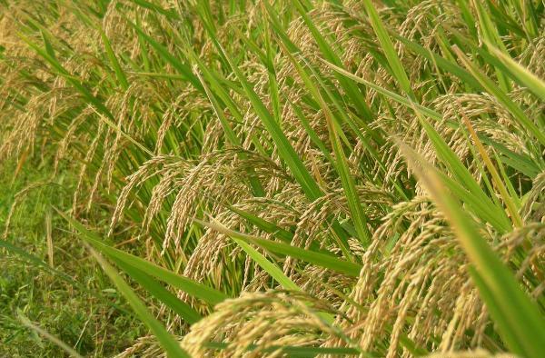 Reform land ceiling laws