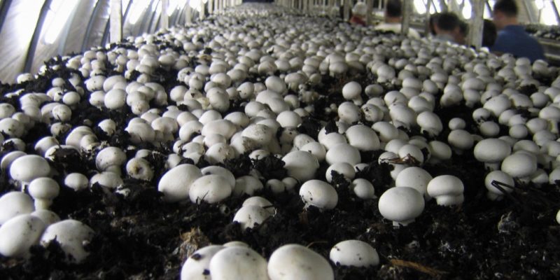 Why India's Slowly Blooming Mushroom Sector Needs Thoughtful Policy Intervention