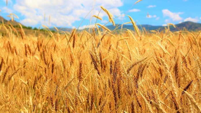 Why The Time Has Come to Revive A Highly Promising Plan For Improving Rice Cultivation Prepared By A Great Scientist