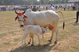 पशुधन से देश का आर्थिक विकास