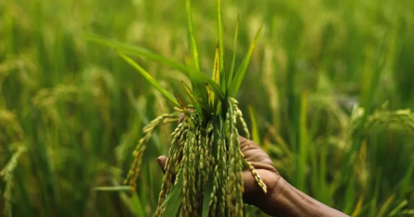 Due Diligence to Organic Farming in  Sri Lanka