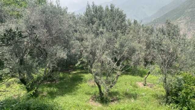 How olive cultivation in Uri is transforming the lives of Kashmiri farmers
